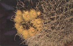 Barrel Cactus Blossoms Postcard