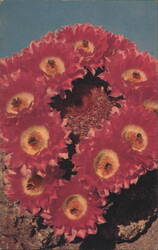 Arizona Rainbow Cactus in Bloom Postcard