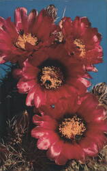 Fendler Hedgehog Cactus Flowers, Echinocereus Fendleri Postcard