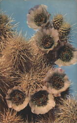 Jumping Cholla Cactus Flowers, Opuntia Bigelovii Postcard