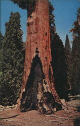 General Grant Tree, Kings Canyon National Park Postcard