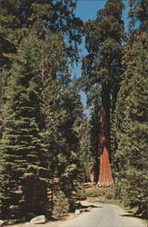 Kings Canyon "California Tree" Postcard