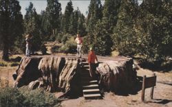 Mark Twain Stump, Kings Canyon National Park Postcard