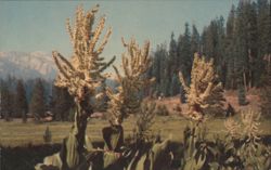 California Corn Lily, Sequoia & Kings Canyon National Parks Postcard