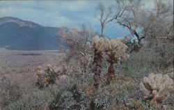 Teddy Bear Cholla Cactus, Arizona Desert Postcard