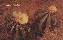 Star Cactus (Astrophytum ornatum) Postcard