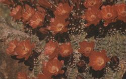 Claret Cup Cactus in Bloom Postcard
