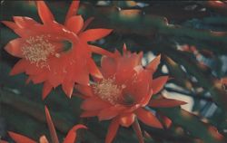Desert Sunrise Orchid Cactus Flowers Postcard