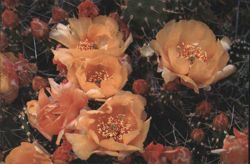 Prickly Pear Bush Cholla Cactus Flowers Postcard