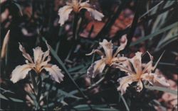 Ground Iris, Sierra Nevada Mountains, California Postcard