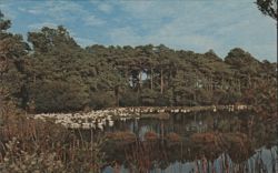Snow Geese, Chincoteague National Wildlife Refuge Postcard