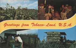 Greetings from Tobacco-Land, U.S.A. Postcard