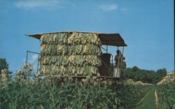 Modern Method of Harvesting Tobacco Postcard