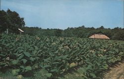 Tobacco Field in Blossom Postcard