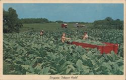 Virginia Tobacco Field, Harvesting Bright Tobacco Postcard