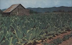 Tobacco Field Ready for Harvest with Barn Postcard
