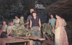 Family Stripping Tobacco Leaves Postcard