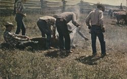 Branding Calves, Montana Postcard