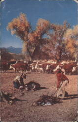 Branding Time, Cowboys and Cattle Round-Up Postcard
