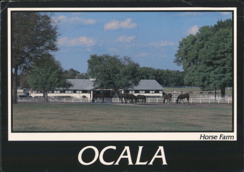 Ocala Horse Farm Florida D. Stanfield