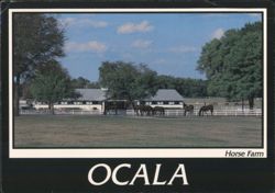 Ocala Horse Farm Postcard