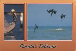 Florida's Pelicans Postcard
