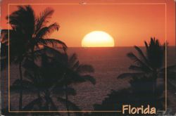 Florida Sunset with Palm Trees Postcard