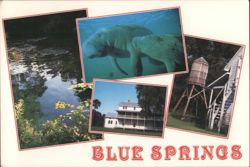 Blue Springs Manatees Thursby House Orange City FL Postcard Postcard