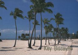 Key Biscayne, Florida - Palm Trees on Crandon Park Beach Postcard
