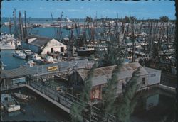 Turtle Kraals and Shrimp Fleet, Key West Postcard