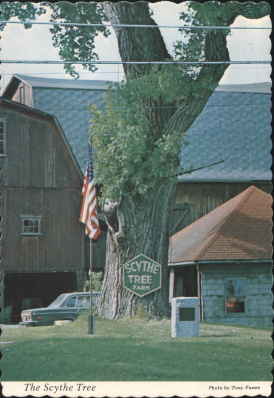 The Scythe Tree, Elmira, NY New York Tony Fusare