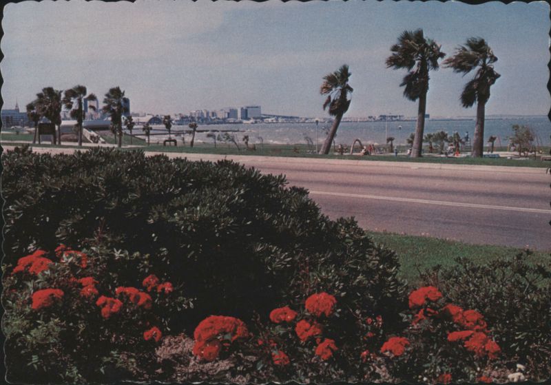 Shoreline Drive, Corpus Christi, with Blooms and Palms Texas