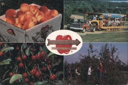 Tree-Mendus Fruit U-Pick Orchards & Farm Activities Postcard