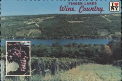 Finger Lakes Wine Country, Lake Keuka Vineyards Postcard