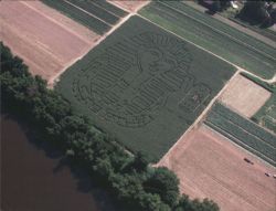 King Tut 2003 Corn Maze, MikesMaze at Warner Farm Postcard