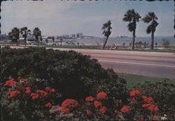 Shoreline Drive, Corpus Christi, with Blooms and Palms Postcard