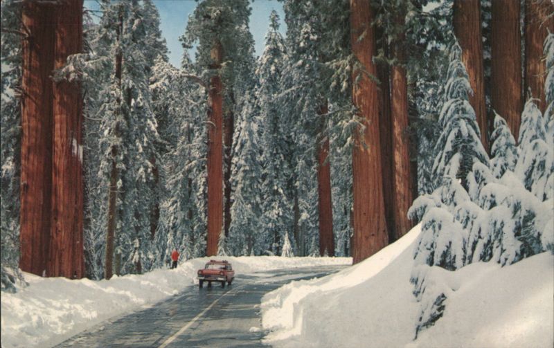 Winter on Generals Highway, Sequoia National Park California