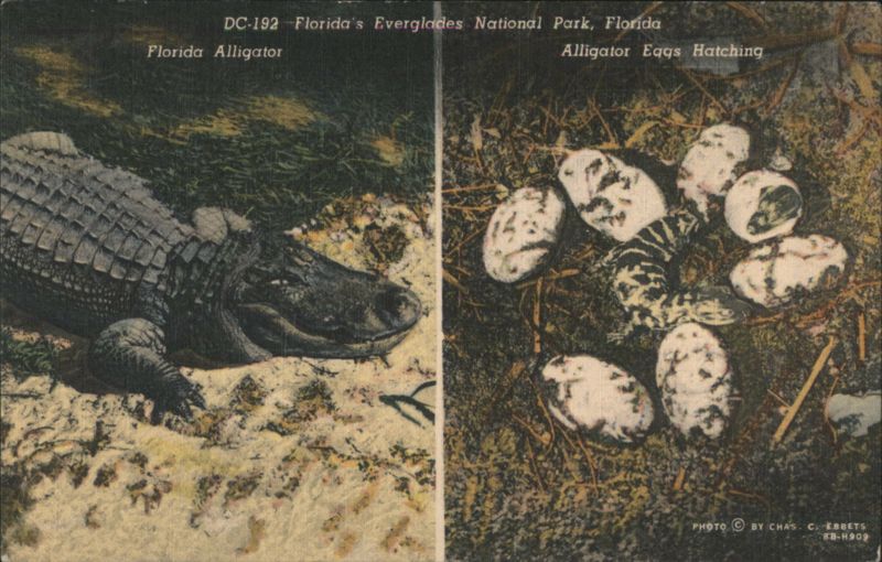 Florida Alligator and Eggs Hatching, Everglades National Park