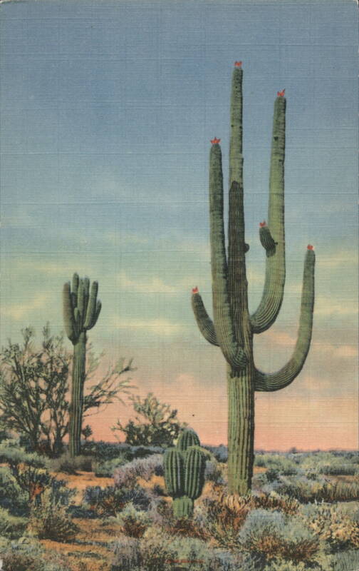 Giant Sahuaro Cactus Arizona J. R. Willis