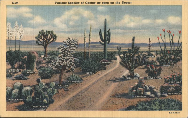 Various Species of Cactus as seen on the Desert Tucson Arizona