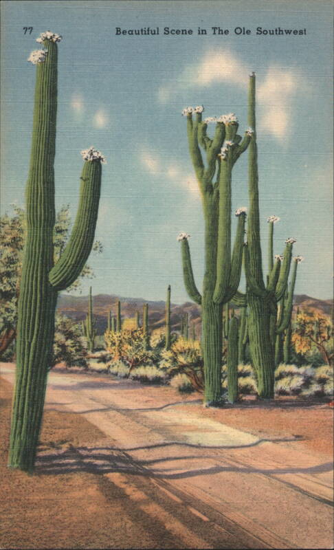 Beautiful Scene in The Ole Southwest, Saguaro Cactus
