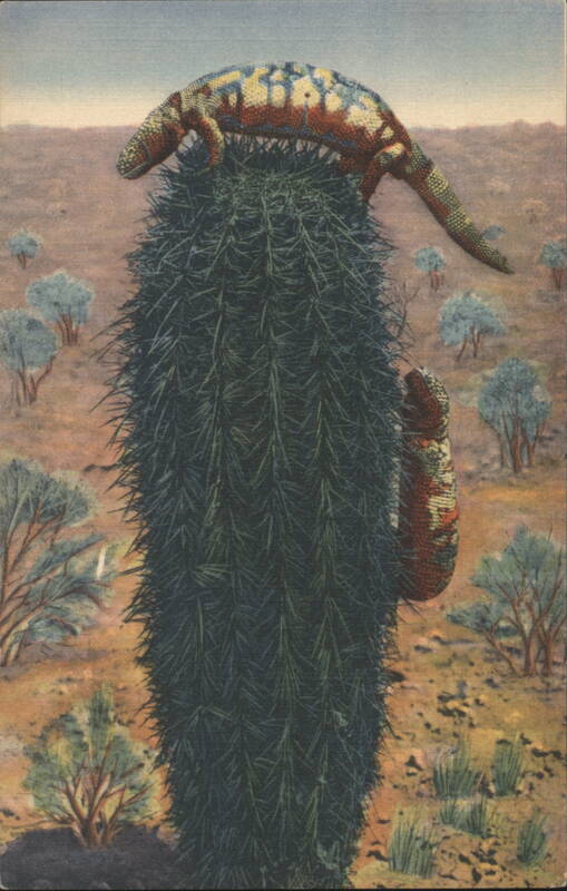 Gila Monster on a Cactus Snakes & Reptiles
