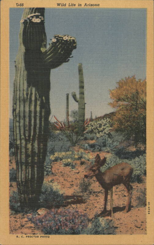 Wild Life in Arizona, Deer and Saguaro Cactus R. C. Proctor