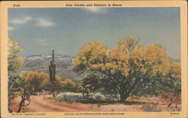 Palo Verdes and Sahuaro in Bloom Arizona Campbell Studios