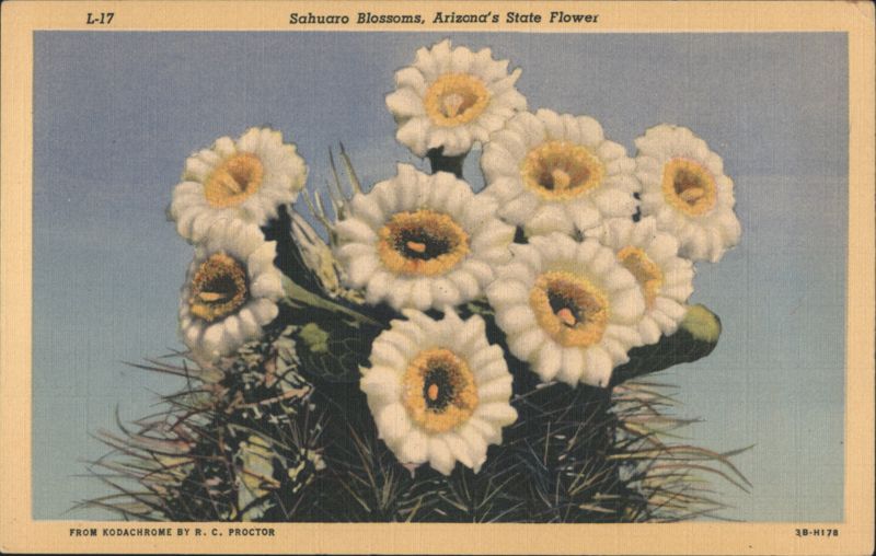 Sahuaro Blossoms, Arizona's State Flower R. C. Proctor