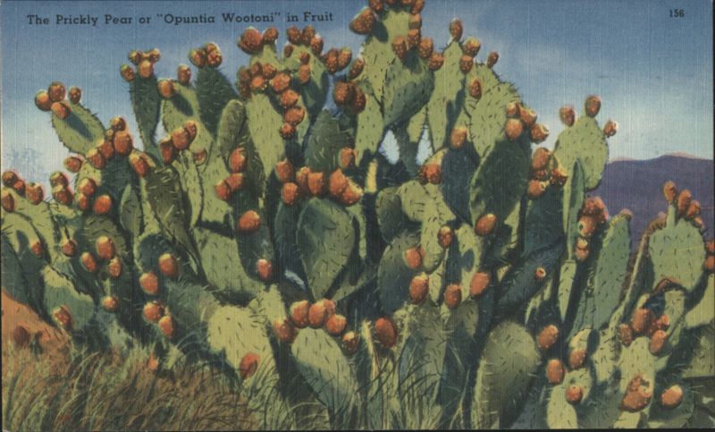 The Prickly Pear or Opuntia Wootoni in Fruit Cactus & Desert Plants