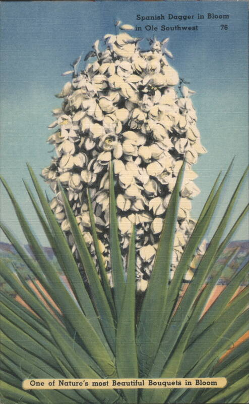 Spanish Dagger in Bloom, Ole Southwest Cactus & Desert Plants