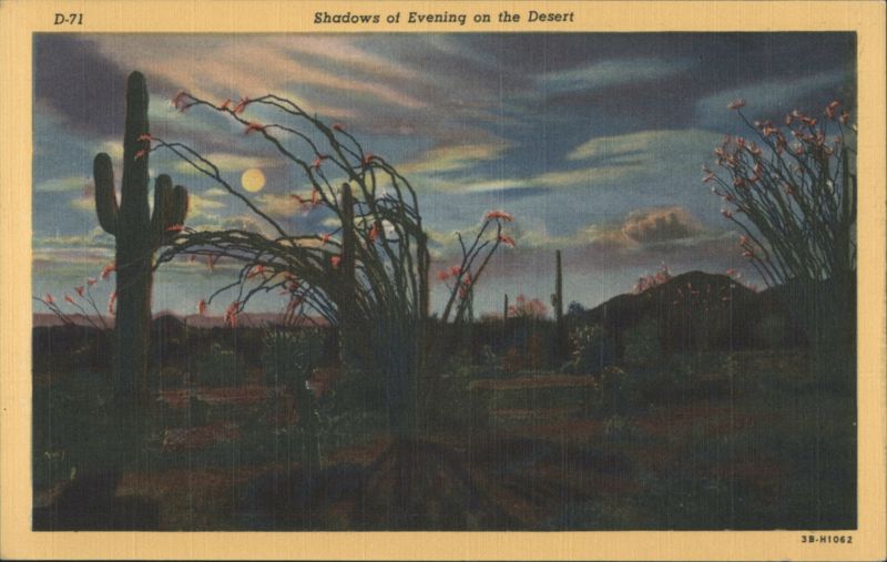 Shadows of Evening on the Desert Tucson Arizona