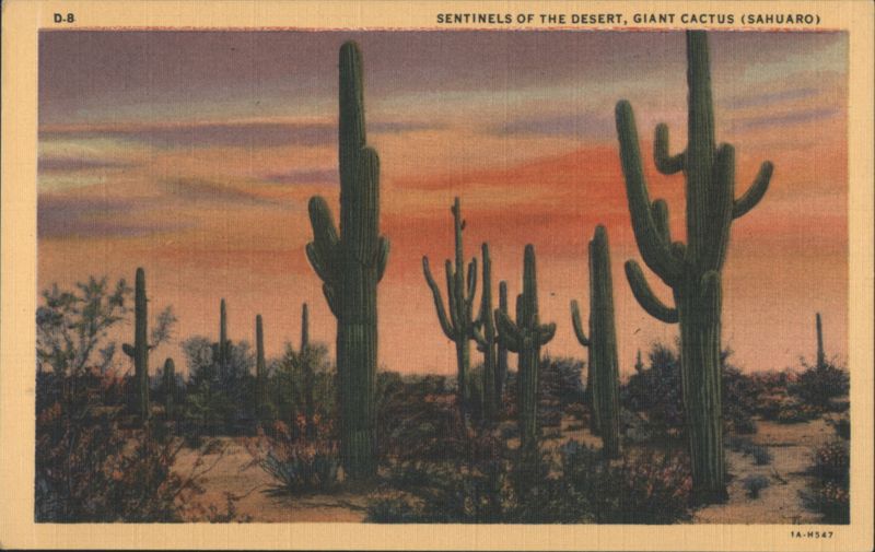 Sentinels of the Desert, Giant Cactus (Sahuaro) Phoenix Arizona