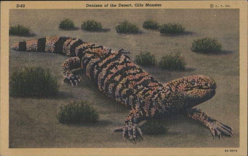 Denizen of the Desert, Gila Monster Snakes & Reptiles